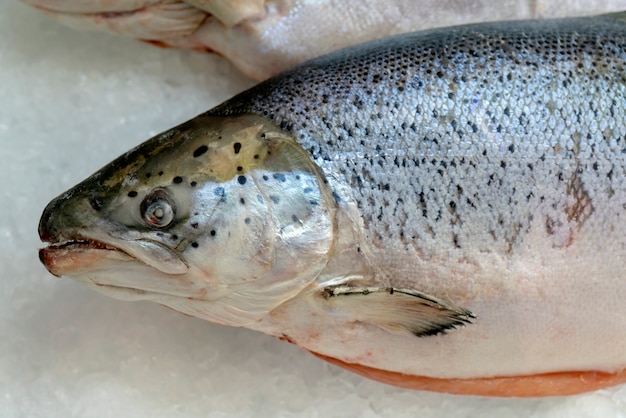 Pesce di salmone congelato