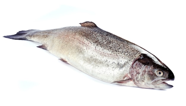 Salmone. primo piano del pesce rosso su bianco