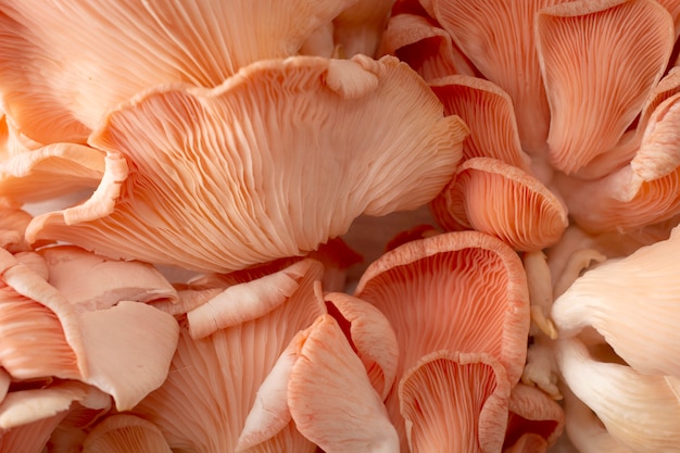 Photo salmon mushrooms