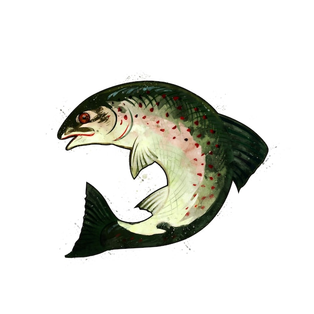 Salmon, watercolor isolated illustration of a curved fish.