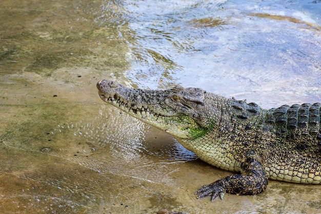 Il coccodrillo di sale sta vicino al fiume