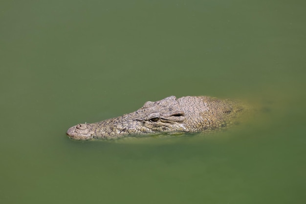 The salt crocodile swimming on the river near canal