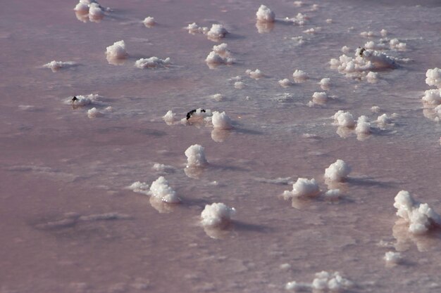 Salt crystals formed on the shores of the pink salt lake Pink background with the texture of salt crystals