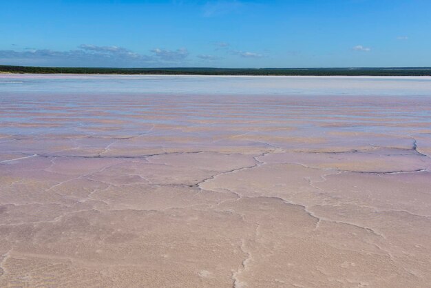 Salt lagoondunaliella salina coloration la pampa argentina