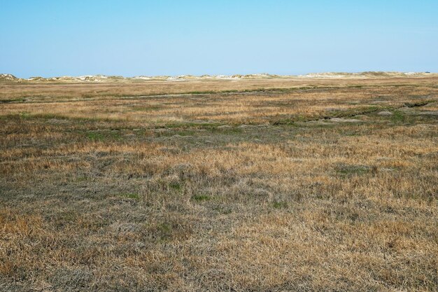 Salt marsh and sand dunes at german north sea coast