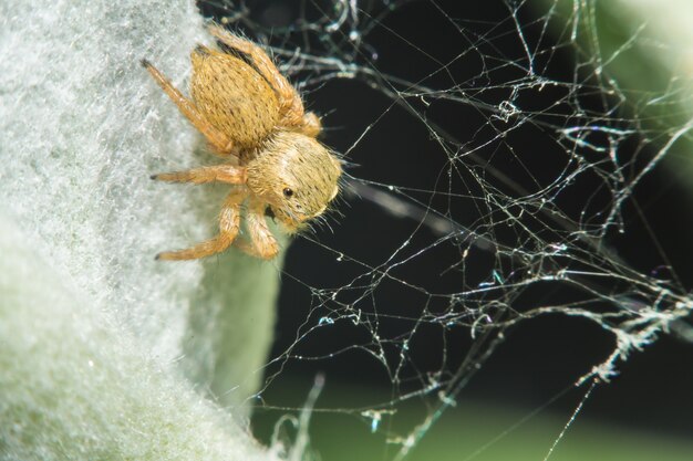 Foto salticidae saltando ragno, saltines scenics