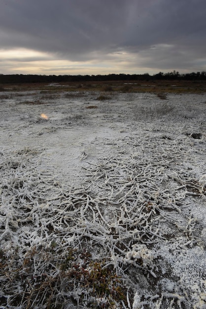 Saltpeter on the floor of a lagoon in a saline La Pampa province Patagonia Argentina