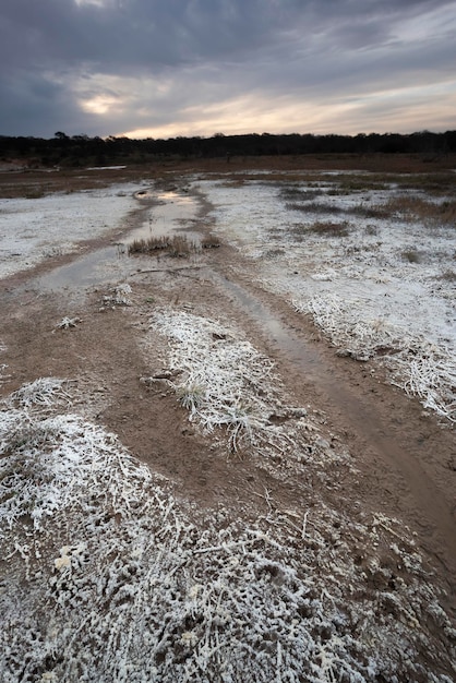 Saltpeter on the floor of a lagoon in a semi desert environment La Pampa province Patagonia Argentina