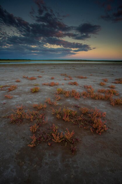 Saltpeter on the floor of a lagoon in a semi desert environment La Pampa province Patagonia Argentina