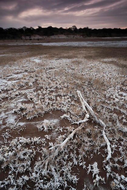 Saltpeter on the floor of a lagoon in a semi desert environment La Pampa province Patagonia Argentina