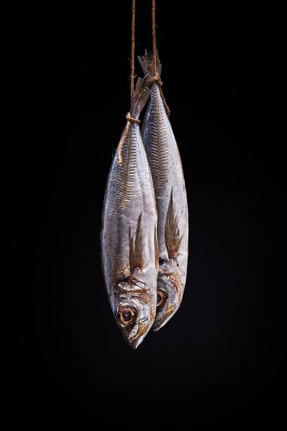 Salty horse mackerels suspended on ropes isolated  .