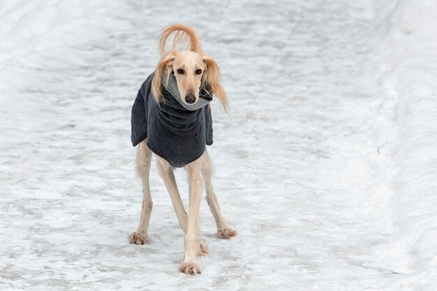 Saluki de hond rent langs een ijzige weg in een besneeuwd park