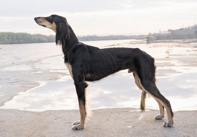 Saluki dog standing near river bank