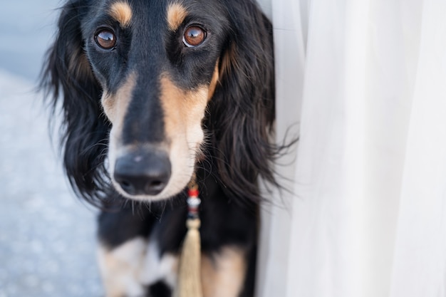 Saluki dogs head brown and beige close up portrait