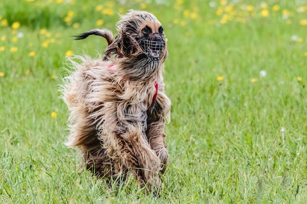 Foto saluki in rood shirt loopt in het veld op coursing-wedstrijd met kunstaas