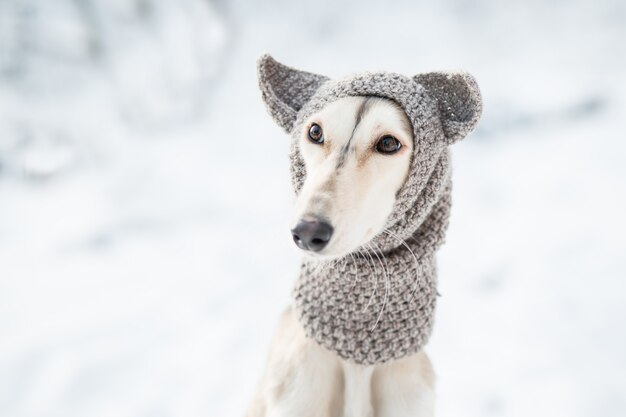 Saluki zit in gebreide muts winter bos close-up portret. hoge kwaliteit foto