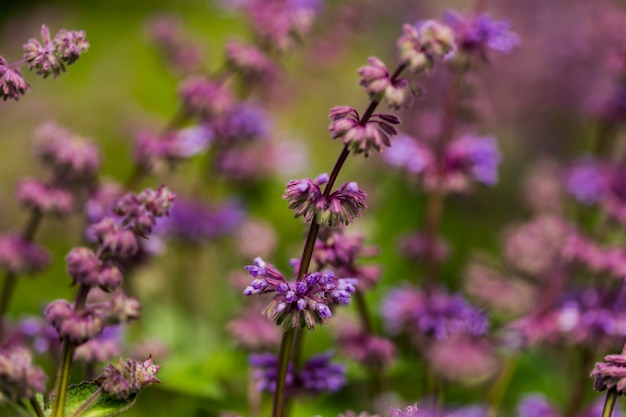 Salvia bloeit in het veld