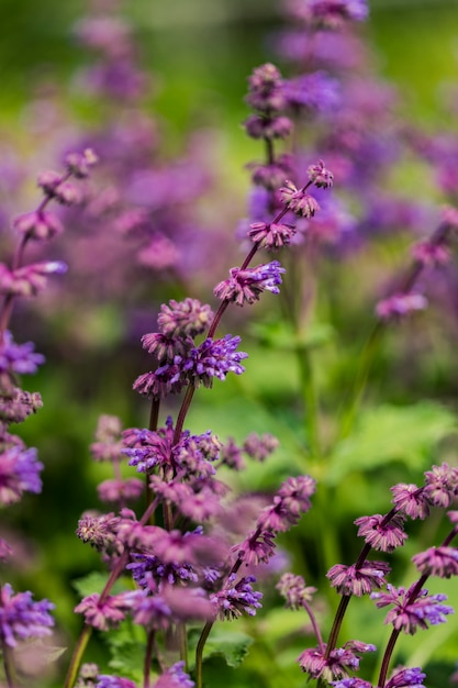 Salvia bloeit in het veld