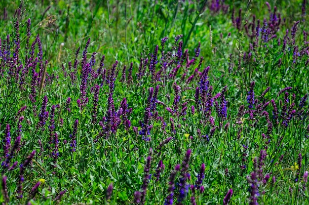 Salvia bloeit op weide in de zomer