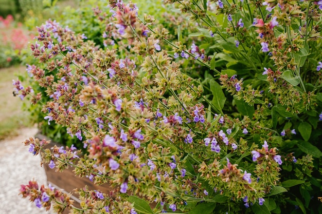 Salvia bloem struik close-up