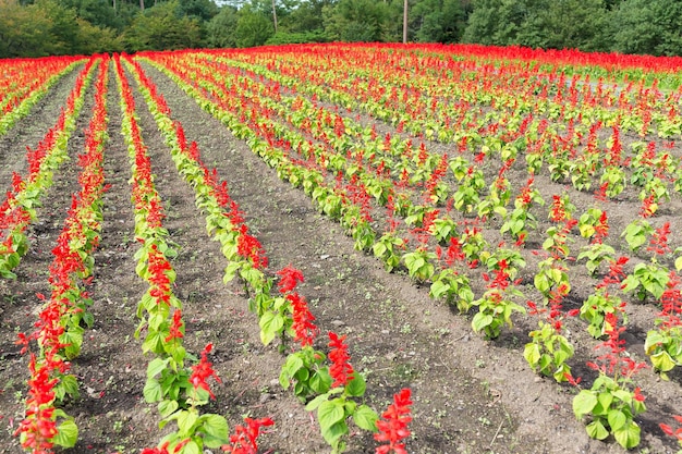 Salvia boerderij