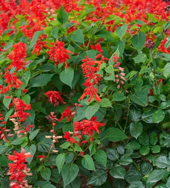 Foto salvia divinorum, giardino con fiori rossi che sbocciano e foglie verdi. giorno