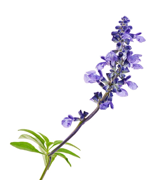 Salvia farinacea Blue salvia Mealy cup sage flowers blooming isolated on white background