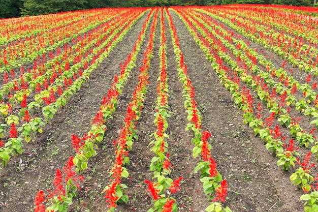 Salvia field in red