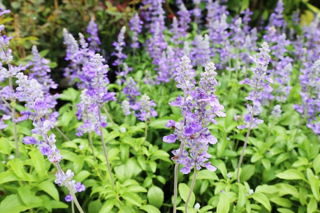 salvia flower