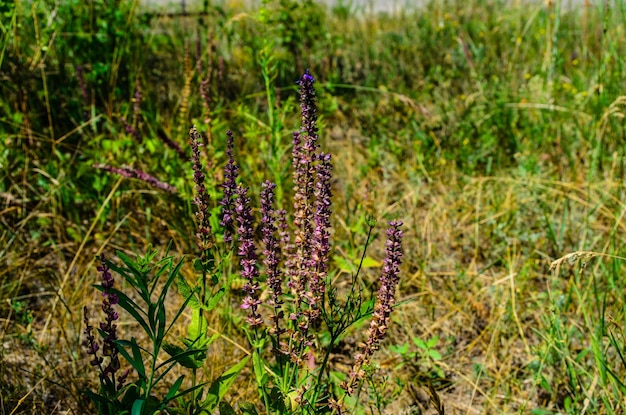 夏の牧草地にサルビアの花