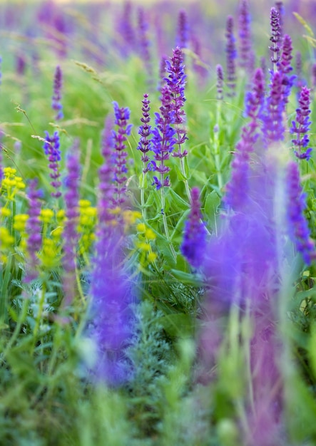 Foto salvia groeit in een veld, achtergrond