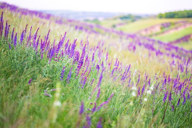 Salvia groeit in een veld