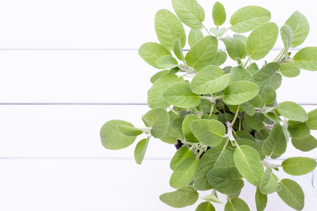 Salvia herb isolated on white background Top view Flat lay pattern