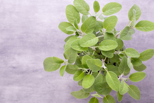 Erba di salvia isolato su sfondo bianco