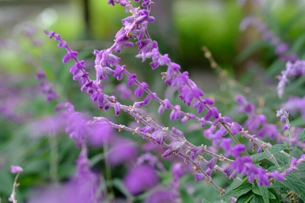 Salvia leucantha는 꿀풀과에 속하는 식물의 한 종입니다. 멕시코 부시 세이지. 정유.