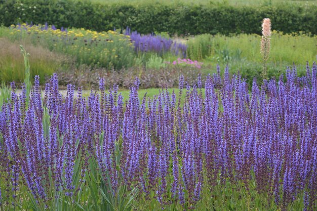 사진 산비아 네모로사 (salvia nemorosa) 는 숲의 사지 또는 발칸 클라리 보라색 꽃으로도 알려져 있습니다.