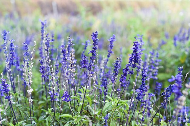 Salvia nemorosa plant groeit in Da Lat in Vietnam