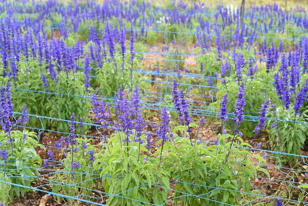 Salvia nemorosa plant groeit in Da Lat in Vietnam