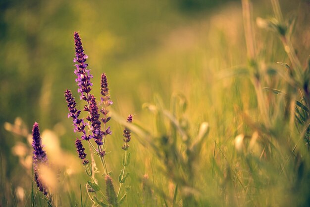 Salvia nemorosa