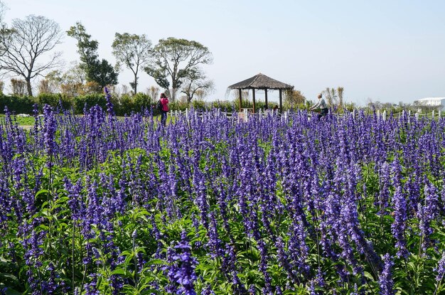 サルビア・オフィシナリスの花