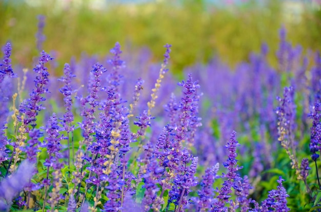 Salvia officinalis flower