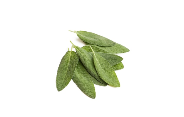 Salvia Officinalis Groene salie thee op witte achtergrond