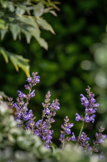 Salvia officinalis purple evergreen medical plant for herbal tea