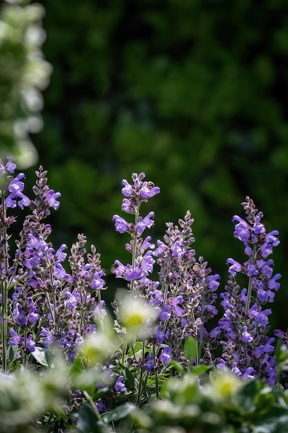 Salvia officinalis purple evergreen medical plant for herbal tea