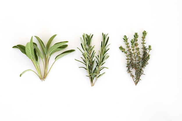 Salvia officinalis rosemary plants isolated on white background