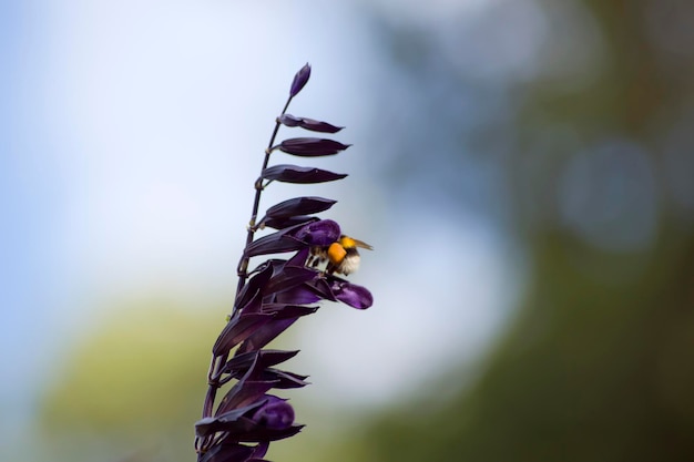 Salvia paarse bloemen en bijen