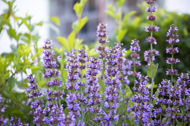 夏の庭の草原のサルビアプラテンシス、草原のクラリーまたは草原のセージの紫色の花。夏と春の開花中の薬用植物のコレクション。