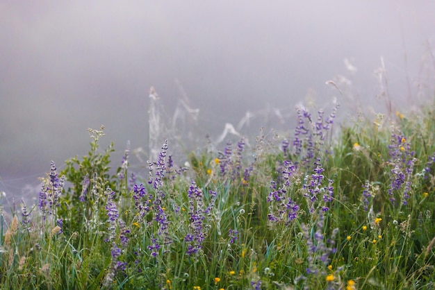 サルビアプラテンシスクモの巣のクローズアップと霧の夏の朝のフィールドで牧草地のセージ