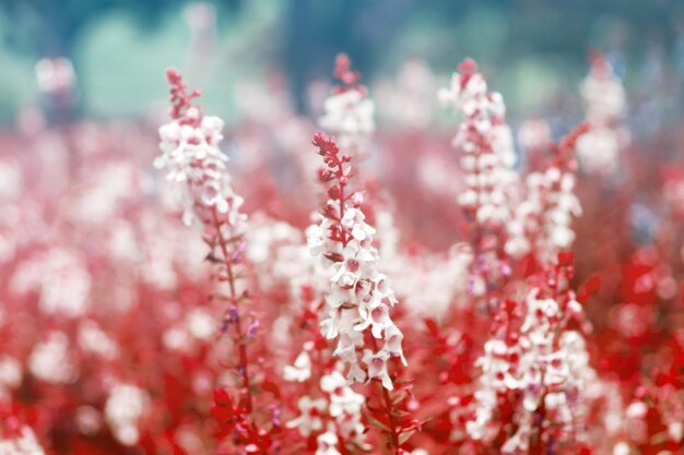 庭に咲くサルビア セージの花