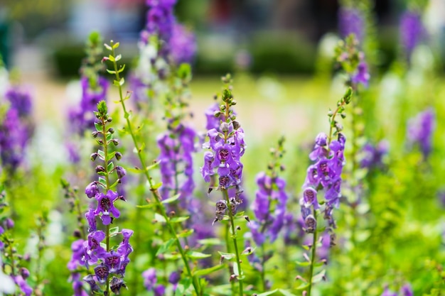 Salvia salie bloem paarse bloei